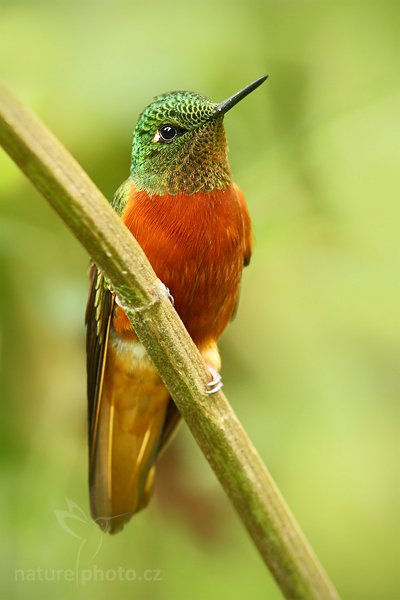 Kolibřík peruánský (Boissonneaua matthewsii), Kolibřík peruánský (Boissonneaua matthewsii)  Chestnut-breasted Coronet, Autor: Ondřej Prosický | NaturePhoto.cz, Model: Canon EOS 7D, Objektiv: Canon EF 500mm f/4 L USM, Ohnisková vzdálenost (EQ35mm): 800 mm, stativ Gitzo, Clona: 5.6, Doba expozice: 1/50 s, ISO: 500, Kompenzace expozice: -1/3, Blesk: Ano, Vytvořeno: 26. listopadu 2009 12:51:30, Baeza, Cordillera Oriental (Ekvádor)