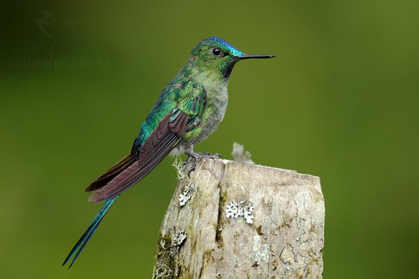 Kolibřík Kingův (Aglaiocercus kingi), Kolibřík Kingův (Aglaiocercus kingi) Long-tailed Sylph, Autor: Ondřej Prosický | NaturePhoto.cz, Model: Canon EOS 7D, Objektiv: Canon EF 500mm f/4 L USM, Ohnisková vzdálenost (EQ35mm): 800 mm, stativ Gitzo, Clona: 5.0, Doba expozice: 1/500 s, ISO: 500, Kompenzace expozice: -2/3, Blesk: Ano, Vytvořeno: 26. listopadu 2009 15:20:12, Baeza, Cordillera Oriental (Ekvádor) 