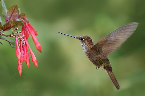 Inka obláčkový (Coeligena coeligena), Inka obláčkový (Coeligena coeligena) Bronzy Inca, Autor: Ondřej Prosický | NaturePhoto.cz, Model: Canon EOS 7D, Objektiv: Canon EF 500mm f/4 L USM, Ohnisková vzdálenost (EQ35mm): 800 mm, stativ Gitzo, Clona: 4.5, Doba expozice: 1/200 s, ISO: 500, Kompenzace expozice: -1/3, Blesk: Ano, Vytvořeno: 26. listopadu 2009 15:32:30, Papallacta, Cordillera Oriental (Ekvádor) 