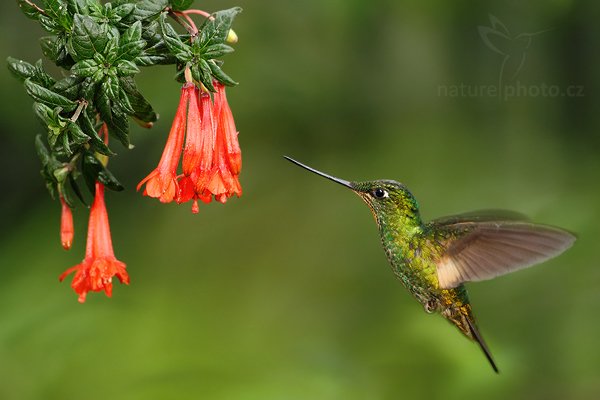 Kolibřík žlutavý (Boissonneaua flavescens), Kolibřík žlutavý (Boissonneaua flavescens) Buff-tailed Coronet, Autor: Ondřej Prosický | NaturePhoto.cz, Model: Canon EOS 7D, Objektiv: Canon EF 500mm f/4 L USM, Ohnisková vzdálenost (EQ35mm): 800 mm, stativ Gitzo, Clona: 4.5, Doba expozice: 1/200 s, ISO: 1000, Kompenzace expozice: 0, Blesk: Ano, Vytvořeno: 25. listopadu 2009 12:34:10, Papallacta, Cordillera Oriental (Ekvádor) 