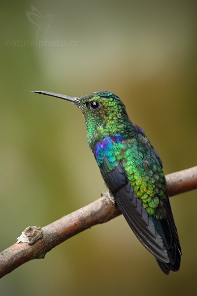 Kolibřík zelenotemenný (Thalurania fannyi), Kolibřík zelenotemenný (Thalurania fannyi) Green-crowned Woodnymph, Autor: Ondřej Prosický | NaturePhoto.cz, Model: Canon EOS 7D, Objektiv: Canon EF 500mm f/4 L USM, Ohnisková vzdálenost (EQ35mm): 800 mm, stativ Gitzo, Clona: 4.0, Doba expozice: 1/60 s, ISO: 1000, Kompenzace expozice: -2/3, Blesk: Ano, Vytvořeno: 1. prosince 2009 16:39:48, Papallacta, Cordillera Oriental (Ekvádor) 