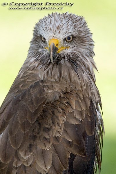 Luňák červený (Milvus milvus), Autor: Ondřej Prosický, Model aparátu: Canon EOS 20D, Objektiv: Canon EF 400mm f/5.6 L USM, Ohnisková vzdálenost: 400.00 mm, monopod Manfrotto 681B + 234RC, Clona: 5.60, Doba expozice: 1/250 s, ISO: 100, Vyvážení expozice: 1.33, Blesk: Ano, Vytvořeno: 4. července 2005 9:38:06, Zayferus, Lednice (ČR) 
