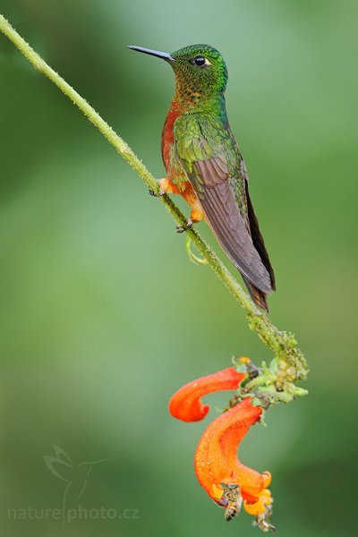 Kolibřík peruánský (Boissonneaua matthewsii), Kolibřík peruánský (Boissonneaua matthewsii) Chestnut-breasted Coronet, Autor: Ondřej Prosický | NaturePhoto.cz, Model: Canon EOS 7D, Objektiv: Canon EF 500mm f/4 L USM, Ohnisková vzdálenost (EQ35mm): 800 mm, stativ Gitzo, Clona: 4.5, Doba expozice: 1/200 s, ISO: 800, Kompenzace expozice: -1/3, Blesk: Ano, Vytvořeno: 27. listopadu 2009 16:32:08, Papallacta, Cordillera Oriental (Ekvádor) 