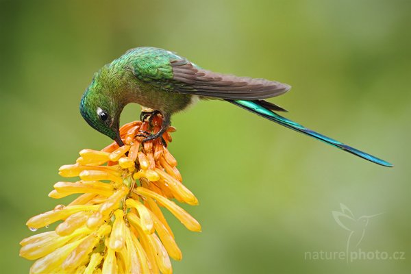 Kolibřík Kingův (Aglaiocercus kingi), Kolibřík Kingův (Aglaiocercus kingi) Long-tailed Sylph, Autor: Ondřej Prosický | NaturePhoto.cz, Model: Canon EOS 7D, Objektiv: Canon EF 500mm f/4 L USM, Ohnisková vzdálenost (EQ35mm): 800 mm, stativ Gitzo, Clona: 5.6, Doba expozice: 1/200 s, ISO: 500, Kompenzace expozice: -1/3, Blesk: Ano, Vytvořeno: 27. listopadu 2009 10:47:01, Baeza, Cordillera Oriental (Ekvádor)