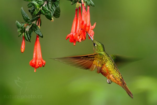 Kolibřík peruánský (Boissonneaua matthewsii), Kolibřík peruánský (Boissonneaua matthewsii)  Chestnut-breasted Coronet, Autor: Ondřej Prosický | NaturePhoto.cz, Model: Canon EOS 7D, Objektiv: Canon EF 500mm f/4 L USM, Ohnisková vzdálenost (EQ35mm): 800 mm, stativ Gitzo, Clona: 4.5, Doba expozice: 1/200 s, ISO: 500, Kompenzace expozice: 0, Blesk: Ano, Vytvořeno: 25. listopadu 2009 14:16:46, Papallacta, Cordillera Oriental (Ekvádor) 