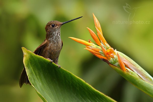 Inka obláčkový (Coeligena coeligena), Inka obláčkový (Coeligena coeligena) Bronzy Inca, Autor: Ondřej Prosický | NaturePhoto.cz, Model: Canon EOS 7D, Objektiv: Canon EF 500mm f/4 L USM, Ohnisková vzdálenost (EQ35mm): 800 mm, stativ Gitzo, Clona: 6.3, Doba expozice: 1/320 s, ISO: 400, Kompenzace expozice: -2/3, Blesk: Ano, Vytvořeno: 26. listopadu 2009 14:39:03, Baeza, Cordillera Oriental (Ekvádor) 