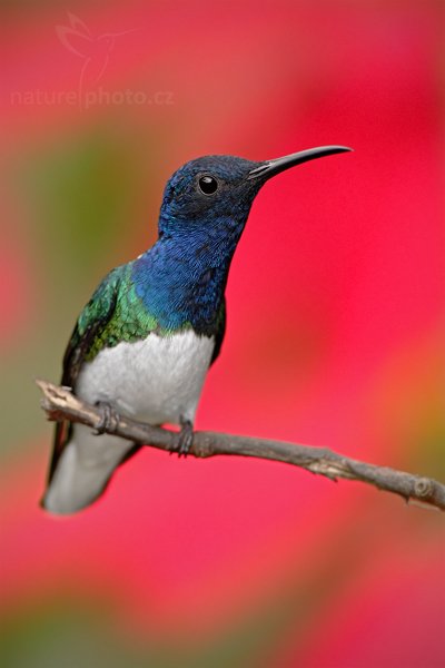 Kolibřík bělokrký (Florisuga mellivora), Kolibřík bělokrký (Florisuga mellivora) White-necked Jacobin, Autor: Ondřej Prosický | NaturePhoto.cz, Model: Canon EOS 7D, Objektiv: Canon EF 500mm f/4 L USM, Ohnisková vzdálenost (EQ35mm): 800 mm, stativ Gitzo, Clona: 5.0, Doba expozice: 1/400 s, ISO: 500, Kompenzace expozice: -1/3, Blesk: Ano, Vytvořeno: 1. prosince 2009 12:19:25, Mindo, Cordillera Occidental (Ekvádor) 