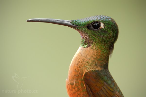 Kolibřík hnědobřichý (Heliodoxa rubinoides), Kolibřík hnědobřichý (Heliodoxa rubinoides) Fawn-breasted Brilliant, Autor: Ondřej Prosický | NaturePhoto.cz, Model: Canon EOS 7D, Objektiv: Canon EF 500mm f/4 L USM + TC Canon 1.4x, Ohnisková vzdálenost (EQ35mm): 1120 mm, stativ Gitzo, Clona: 6.3, Doba expozice: 1/160 s, ISO: 640, Kompenzace expozice: -1/3, Blesk: Ano, Vytvořeno: 3. prosince 2009 12:27:41, Baeza, Cordillera Oriental (Ekvádor) 