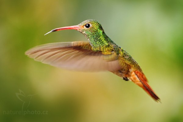 Kolibřík rezavoocasý (Amazilia tzacatl), Kolibřík rezavoocasý (Amazilia tzacatl) Rufous-tailed Hummingbird, Autor: Ondřej Prosický | NaturePhoto.cz, Model: Canon EOS 7D, Objektiv: Canon EF 500mm f/4 L USM, Ohnisková vzdálenost (EQ35mm): 800 mm, stativ Gitzo, Clona: 5.0, Doba expozice: 1/250 s, ISO: 640, Kompenzace expozice: -1/3, Blesk: Ano, Vytvořeno: 2. prosince 2009 12:25:42, Mindo, Cordillera Occidental (Ekvádor) 