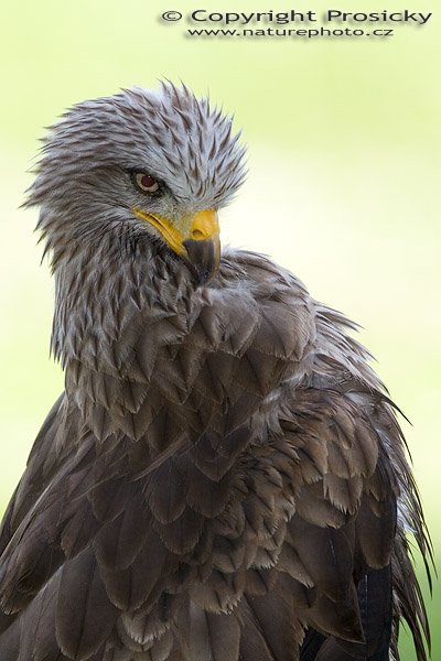 Luňák červený (Milvus milvus), Autor: Ondřej Prosický, Model aparátu: Canon EOS 20D, Objektiv: Canon EF 400mm f/5.6 L USM, Ohnisková vzdálenost: 400.00 mm, monopod Manfrotto 681B + 234RC, Clona: 5.60, Doba expozice: 1/250 s, ISO: 200, Vyvážení expozice: 1.33, Blesk: Ano, Vytvořeno: 4. července 2005 9:38:39, Zayferus, Lednice (ČR)