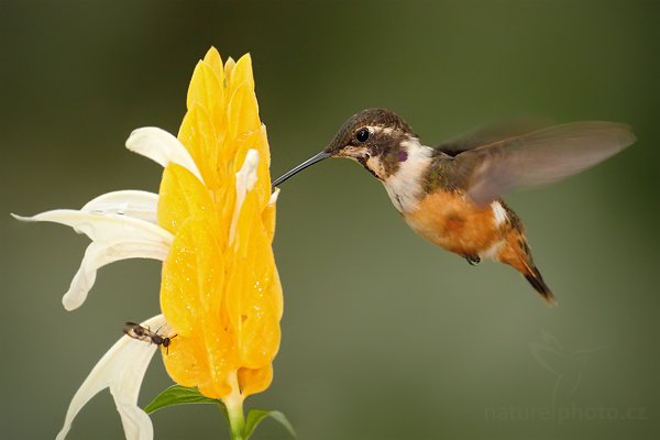 Kolibřík Mitchellův (Calliphlox mitchellii), Kolibřík Mitchellův (Calliphlox mitchellii) Purple-throated Woodstar, Autor: Ondřej Prosický | NaturePhoto.cz, Model: Canon EOS 7D, Objektiv: Canon EF 500mm f/4 L USM, Ohnisková vzdálenost (EQ35mm): 800 mm, stativ Gitzo, Clona: 5.0, Doba expozice: 1/320 s, ISO: 800, Kompenzace expozice: 0, Blesk: Ano, Vytvořeno: 3. prosince 2009 14:23:38, Mindo, Cordillera Occidental (Ekvádor) 