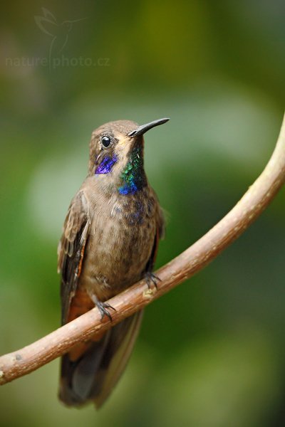 Kolibřík fialovouchý (Colibri delphinae), Kolibřík fialovouchý (Colibri delphinae) Brown Violetear, Autor: Ondřej Prosický | NaturePhoto.cz, Model: Canon EOS 7D, Objektiv: Canon EF 500mm f/4 L USM, Ohnisková vzdálenost (EQ35mm): 800 mm, stativ Gitzo, Clona: 4.0, Doba expozice: 1/30 s, ISO: 1000, Kompenzace expozice: -2/3, Blesk: Ano, Vytvořeno: 1. prosince 2009 16:39:02, Mindo, Cordillera Occidental (Ekvádor) 