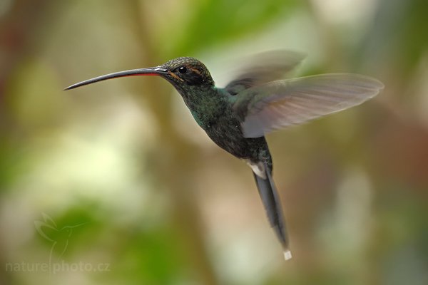 Kolibřík bělovousý (Phaethornis yaruqui), Kolibřík bělovousý (Phaethornis yaruqui) White-whiskered Hermit, Autor: Ondřej Prosický | NaturePhoto.cz, Model: Canon EOS 7D, Objektiv: Canon EF 500mm f/4 L USM, Ohnisková vzdálenost (EQ35mm): 800 mm, stativ Gitzo, Clona: 6.3, Doba expozice: 1/125 s, ISO: 500, Kompenzace expozice: -2/3, Blesk: Ano, Vytvořeno: 2. prosince 2009 14:16:17, Mindo, Cordillera Occidental (Ekvádor) 