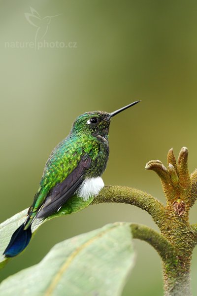 Sylfa vlajková (Ocreatus underwoodii), Sylfa vlajková (Ocreatus underwoodii) Booted Racket-tail, Autor: Ondřej Prosický | NaturePhoto.cz, Model: Canon EOS 7D, Objektiv: Canon EF 500mm f/4 L USM, Ohnisková vzdálenost (EQ35mm): 800 mm, stativ Gitzo, Clona: 5.0, Doba expozice: 1/320 s, ISO: 640, Kompenzace expozice: -2/3, Blesk: Ano, Vytvořeno: 5. prosince 2009 10:59:05, Mindo, Cordillera Occidental (Ekvádor) 