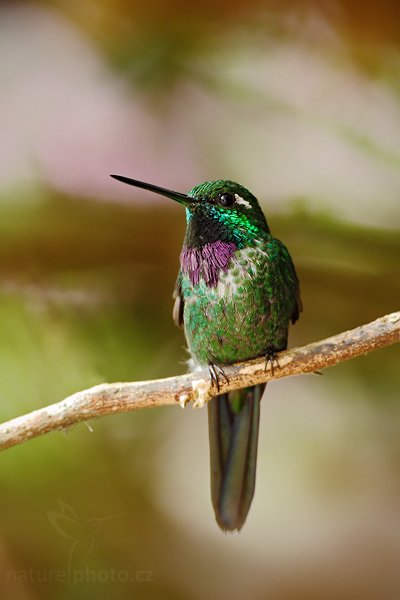 Kolibřík bělokřídlý (Urosticte benjamini), Kolibřík bělokřídlý (Urosticte benjamini) Purple-bibbed Whitetip, Autor: Ondřej Prosický | NaturePhoto.cz, Model: Canon EOS 7D, Objektiv: Canon EF 500mm f/4 L USM, Ohnisková vzdálenost (EQ35mm): 800 mm, stativ Gitzo, Clona: 4.5, Doba expozice: 1/40 s, ISO: 800, Kompenzace expozice: 0, Blesk: Ano, Vytvořeno: 2. prosince 2009 14:45:25, Papallacta, Cordillera Oriental (Ekvádor) 