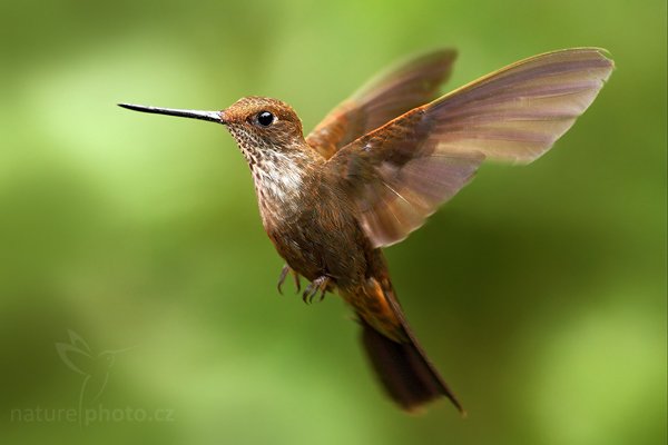 Inka obláčkový (Coeligena coeligena), Inka obláčkový (Coeligena coeligena) Bronzy Inca, Autor: Ondřej Prosický | NaturePhoto.cz, Model: Canon EOS 7D, Objektiv: Canon EF 500mm f/4 L USM, Ohnisková vzdálenost (EQ35mm): 800 mm, stativ Gitzo, Clona: 4.5, Doba expozice: 1/800 s, ISO: 320, Kompenzace expozice: -1 1/3, Blesk: Ano, Vytvořeno: 26. listopadu 2009 11:56:41, Baeza, Cordillera Oriental (Ekvádor) 