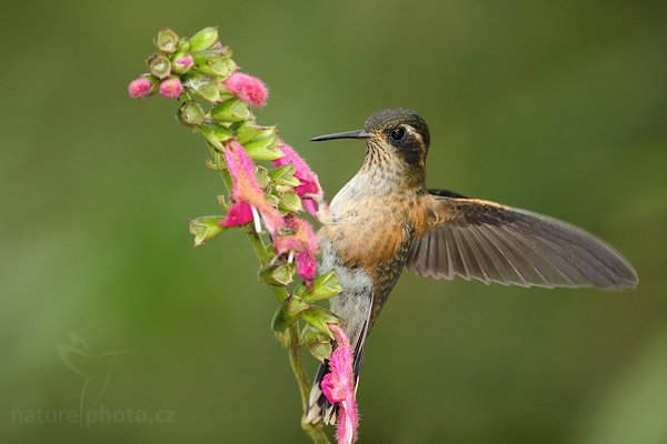 Kolibřík mozaikový (Adelomyia melanogenys), Kolibřík mozaikový Adelomyia melanogenys Speckled Hummingbird, Autor: Ondřej Prosický | NaturePhoto.cz, Model: Canon EOS 7D, Objektiv: Canon EF 500mm f/4 L USM, Ohnisková vzdálenost (EQ35mm): 800 mm, stativ Gitzo, Clona: 5.0, Doba expozice: 1/400 s, ISO: 500, Kompenzace expozice: -2/3, Blesk: Ano, Vytvořeno: 26. listopadu 2009 15:14:56, Baeza, Cordillera Occidental (Ekvádor) 