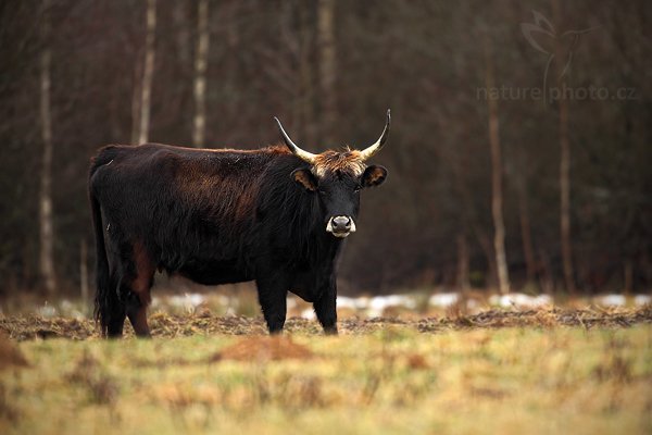 Pratur (Bos primigenius primigenius), Pratur (Bos primigenius primigenius), Aurochs, Autor: Ondřej Prosický | NaturePhoto.cz, Model: Canon EOS 5D Mark II, Objektiv: Canon EF 500mm f/4 L USM, Ohnisková vzdálenost (EQ35mm): 700 mm, stativ Gitzo, Clona: 5.6, Doba expozice: 1/200 s, ISO: 400, Kompenzace expozice: -1/3, Blesk: Ne, Vytvořeno: 31. prosince 2009 11:33:04, Prachaticko, Šumava (Česko)