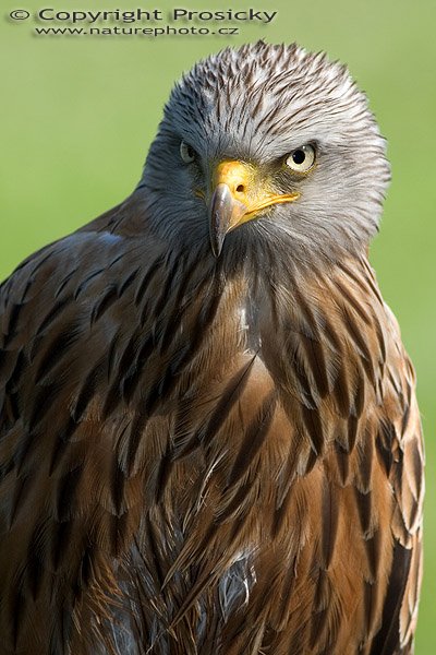 Luňák červený (Milvus milvus), Autor: Ondřej Prosický, Model aparátu: Canon EOS 20D, Objektiv: Canon EF 400mm f/5.6 L USM, Ohnisková vzdálenost: 400.00 mm, monopod Manfrotto 681B + 234RC, Clona: 5.60, Doba expozice: 1/250 s, ISO: 100, Vyvážení expozice: 1.33, Blesk: Ano, Vytvořeno: 4. července 2005 9:39:09, Zayferus, Lednice (ČR) 