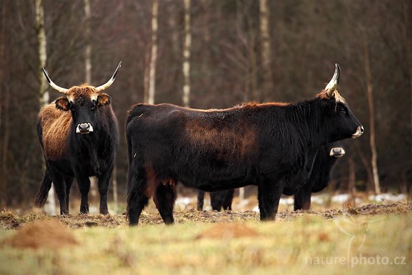 Pratur (Bos primigenius primigenius), Pratur (Bos primigenius primigenius), Aurochs, Autor: Ondřej Prosický | NaturePhoto.cz, Model: Canon EOS 5D Mark II, Objektiv: Canon EF 500mm f/4 L USM, Ohnisková vzdálenost (EQ35mm): 700 mm, stativ Gitzo, Clona: 5.6, Doba expozice: 1/160 s, ISO: 400, Kompenzace expozice: -1/3, Blesk: Ne, Vytvořeno: 31. prosince 2009 5:32:12, Prachaticko, Šumava (Česko) 