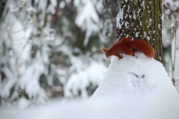 Veverka obecná (Sciurus vulgaris), Veverka obecná (Sciurus vulgaris) Red squirrel, Autor: Ondřej Prosický | NaturePhoto.cz, Model: Canon EOS 5D Mark II, Objektiv: Canon EF 500mm f/4 L USM, Ohnisková vzdálenost (EQ35mm): 500 mm, stativ Gitzo, Clona: 5.6, Doba expozice: 1/100 s, ISO: 640, Kompenzace expozice: +2/3, Blesk: Ne, Vytvořeno: 10. ledna 2010 9:20:19, Mladá Boleslav (Česko)