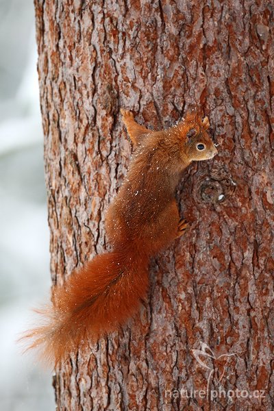 Veverka obecná (Sciurus vulgaris), Veverka obecná (Sciurus vulgaris) Red squirrel, Autor: Ondřej Prosický | NaturePhoto.cz, Model: Canon EOS-1D Mark III, Objektiv: Canon EF 500mm f/4 L USM, Ohnisková vzdálenost (EQ35mm): 650 mm, stativ Gitzo, Clona: 4.5, Doba expozice: 1/125 s, ISO: 1000, Kompenzace expozice: 0, Blesk: Ne, Vytvořeno: 10. ledna 2010 11:03:17, Mladá Boleslav (Česko) 