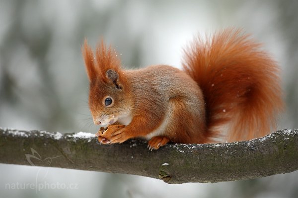 Veverka obecná (Sciurus vulgaris), Veverka obecná (Sciurus vulgaris) Red squirrel, Autor: Ondřej Prosický | NaturePhoto.cz, Model: Canon EOS-1D Mark III, Objektiv: Canon EF 500mm f/4 L USM, Ohnisková vzdálenost (EQ35mm): 650 mm, stativ Gitzo, Clona: 4.5, Doba expozice: 1/200 s, ISO: 640, Kompenzace expozice: -1/3, Blesk: Ne, Vytvořeno: 10. ledna 2010 11:39:55, Mladá Boleslav (Česko)