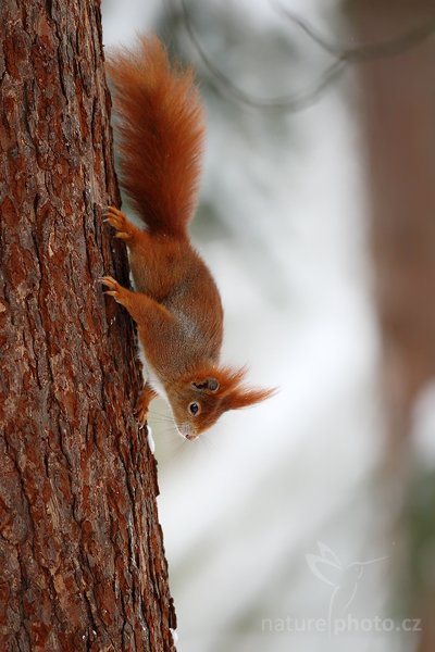 Veverka obecná (Sciurus vulgaris), Veverka obecná (Sciurus vulgaris) Red squirrel, Autor: Ondřej Prosický | NaturePhoto.cz, Model: Canon EOS-1D Mark III, Objektiv: Canon EF 500mm f/4 L USM, Ohnisková vzdálenost (EQ35mm): 650 mm, stativ Gitzo, Clona: 4.5, Doba expozice: 1/250 s, ISO: 640, Kompenzace expozice: -1/3, Blesk: Ne, Vytvořeno: 10. ledna 2010 11:37:57, Mladá Boleslav (Česko) 