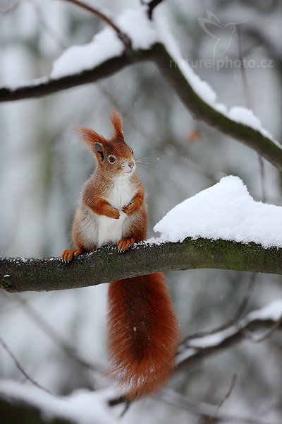 Veverka obecná (Sciurus vulgaris), Veverka obecná (Sciurus vulgaris) Red squirrel, Autor: Ondřej Prosický | NaturePhoto.cz, Model: Canon EOS 5D Mark II, Objektiv: Canon EF 500mm f/4 L USM, Ohnisková vzdálenost (EQ35mm): 500 mm, stativ Gitzo, Clona: 4.5, Doba expozice: 1/320 s, ISO: 800, Kompenzace expozice: +1/3, Blesk: Ne, Vytvořeno: 10. ledna 2010 10:43:57, Mladá Boleslav (Česko) 