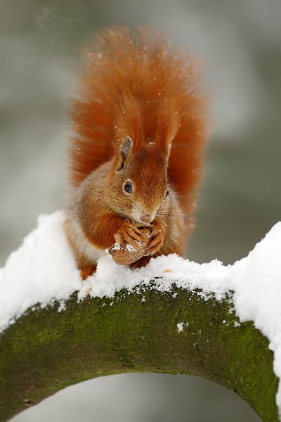 Veverka obecná (Sciurus vulgaris), Veverka obecná (Sciurus vulgaris) Red squirrel, Autor: Ondřej Prosický | NaturePhoto.cz, Model: Canon EOS-1D Mark III, Objektiv: Canon EF 500mm f/4 L USM, Ohnisková vzdálenost (EQ35mm): 650 mm, stativ Gitzo, Clona: 4.5, Doba expozice: 1/160 s, ISO: 640, Kompenzace expozice: +1/3, Blesk: Ne, Vytvořeno: 10. ledna 2010 11:34:36, Mladá Boleslav (Česko) 