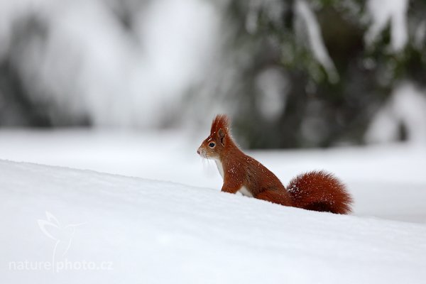 Veverka obecná (Sciurus vulgaris), Veverka obecná (Sciurus vulgaris) Red squirrel, Autor: Ondřej Prosický | NaturePhoto.cz, Model: Canon EOS 5D Mark II, Objektiv: Canon EF 500mm f/4 L USM, Ohnisková vzdálenost (EQ35mm): 500 mm, stativ Gitzo, Clona: 5.6, Doba expozice: 1/160 s, ISO: 500, Kompenzace expozice: +2/3, Blesk: Ne, Vytvořeno: 10. ledna 2010 9:17:29, Mladá Boleslav (Česko) 