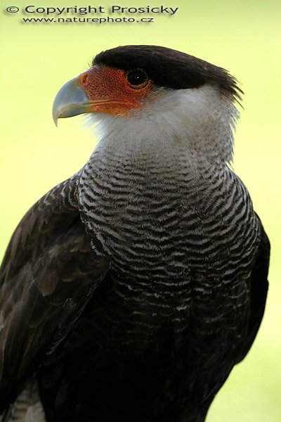 Karančo jižní (Caracara plancus), Autor: Ondřej Prosický, Model aparátu: Canon EOS 20D, Objektiv: Canon EF 400mm f/5.6 L USM, Ohnisková vzdálenost: 400.00 mm, monopod Manfrotto 681B + 234RC, Clona: 5.60, Doba expozice: 1/160 s, ISO: 100, Vyvážení expozice: 0.67, Blesk: Ano, Vytvořeno: 4. července 2005 9:40:51, Zayferus, Lednice (ČR) 