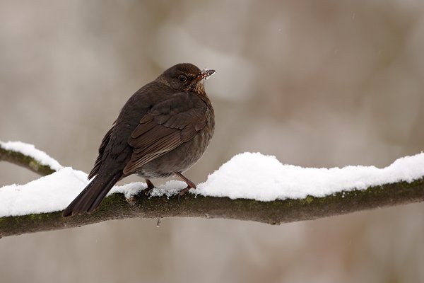 Kos černý (Turdus merula), Autor: Ondřej Prosický | NaturePhoto.cz, Model: Canon EOS 5D Mark II, Objektiv: Canon EF 500mm f/4 L USM, Ohnisková vzdálenost (EQ35mm): 500 mm, stativ Gitzo, Clona: 5.6, Doba expozice: 1/320 s, ISO: 1000, Kompenzace expozice: +1/3, Blesk: Ne, Vytvořeno: 10. ledna 2010 5:10:52, Mladá Boleslav (Česko) 