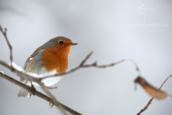 Červenka obecná (Erithacus rubecula), Červenka obecná (Erithacus rubecula), European Robin, Autor: Ondřej Prosický | NaturePhoto.cz, Model: Canon EOS 5D Mark II, Objektiv: Canon EF 500mm f/4 L USM, Ohnisková vzdálenost (EQ35mm): 500 mm, stativ Gitzo, Clona: 5.6, Doba expozice: 1/160 s, ISO: 500, Kompenzace expozice: +2/3, Blesk: Ne, Vytvořeno: 10. ledna 2010 5:19:19, Prachaticko, Šumava (Česko)