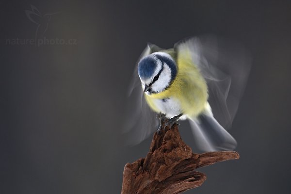 Sýkora modřinka (Parus caeruleus), Sýkora modřinka (Parus caeruleus), Blue Tit, Autor: Ondřej Prosický | NaturePhoto.cz, Model: Canon EOS-1D Mark III, Objektiv: Canon EF 500mm f/4 L USM, Ohnisková vzdálenost (EQ35mm): 650 mm, stativ Gitzo, Clona: 6.3, Doba expozice: 1/100 s, ISO: 640, Kompenzace expozice: -1/3, Blesk: Ne, Vytvořeno: 24. ledna 2010 9:30:26, Prachaticko, Šumava (Česko) 