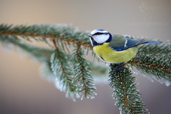 Sýkora modřinka (Parus caeruleus), Sýkora modřinka (Parus caeruleus), Blue Tit, Autor: Ondřej Prosický | NaturePhoto.cz, Model: Canon EOS-1D Mark III, Objektiv: Canon EF 500mm f/4 L USM, Ohnisková vzdálenost (EQ35mm): 650 mm, stativ Gitzo, Clona: 5.6, Doba expozice: 1/320 s, ISO: 640, Kompenzace expozice: +1/3, Blesk: Ne, Vytvořeno: 24. ledna 2010 10:24:48, Prachaticko, Šumava (Česko)