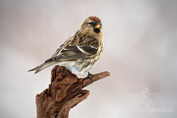 Čečetka zimní (Carduelis flammea), Čečetka zimní (Carduelis flammea) Common Redpoll, Autor: Ondřej Prosický | NaturePhoto.cz, Model: Canon EOS-1D Mark III, Objektiv: Canon EF 500mm f/4 L USM, Ohnisková vzdálenost (EQ35mm): 650 mm, stativ Gitzo, Clona: 8.0, Doba expozice: 1/250 s, ISO: 500, Kompenzace expozice: +1/3, Blesk: Ne, Vytvořeno: 24. ledna 2010 10:56:06, Prachaticko, Šumava (Česko)