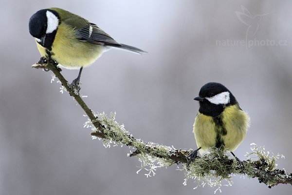 Sýkora koňadra (Parus major) , Sýkora koňadra (Parus major) Great Tit, Autor: Ondřej Prosický | NaturePhoto.cz, Model: Canon EOS-1D Mark III, Objektiv: Canon EF 500mm f/4 L USM, Ohnisková vzdálenost (EQ35mm): 650 mm, stativ Gitzo, Clona: 8.0, Doba expozice: 1/250 s, ISO: 640, Kompenzace expozice: +1/3, Blesk: Ne, Vytvořeno: 24. ledna 2010 10:31:45, Prachaticko, Šumava (Česko) 