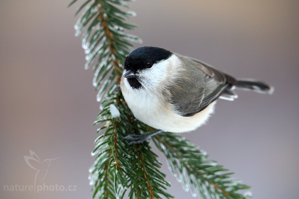 Sýkora babka (Parus palustris), Sýkora babka (Parus palustris) Marsh Tit, Autor: Ondřej Prosický | NaturePhoto.cz, Model: Canon EOS-1D Mark III, Objektiv: Canon EF 500mm f/4 L USM, Ohnisková vzdálenost (EQ35mm): 910 mm, stativ Gitzo, Clona: 8.0, Doba expozice: 1/160 s, ISO: 500, Kompenzace expozice: +1/3, Blesk: Ne, Vytvořeno: 24. ledna 2010 10:48:07, Prachaticko, Šumava (Česko)
