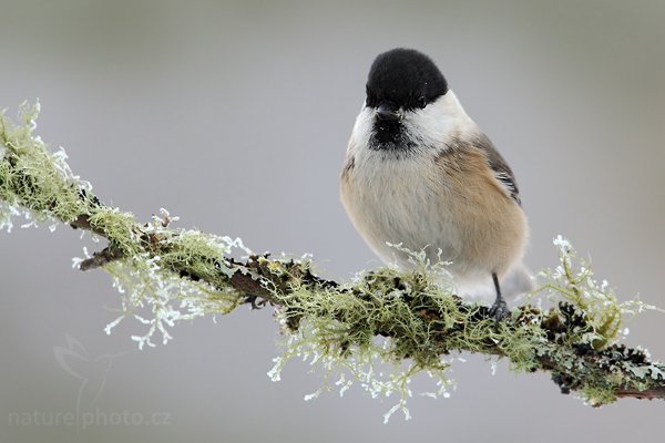 Sýkora babka (Parus palustris), Sýkora babka (Parus palustris) Marsh Tit, Autor: Ondřej Prosický | NaturePhoto.cz, Model: Canon EOS-1D Mark III, Objektiv: Canon EF 500mm f/4 L USM, Ohnisková vzdálenost (EQ35mm): 910 mm, stativ Gitzo, Clona: 8.0, Doba expozice: 1/200 s, ISO: 500, Kompenzace expozice: +1/3, Blesk: Ne, Vytvořeno: 24. ledna 2010 10:47:08, Prachaticko, Šumava (Česko)