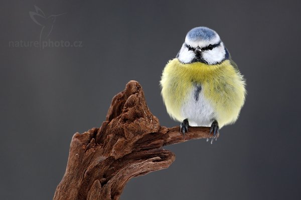 Sýkora modřinka (Parus caeruleus), Sýkora modřinka (Parus caeruleus), Blue Tit, Autor: Ondřej Prosický | NaturePhoto.cz, Model: Canon EOS-1D Mark III, Objektiv: Canon EF 500mm f/4 L USM, Ohnisková vzdálenost (EQ35mm): 650 mm, stativ Gitzo, Clona: 5.6, Doba expozice: 1/160 s, ISO: 640, Kompenzace expozice: -1/3, Blesk: Ne, Vytvořeno: 24. ledna 2010 9:47:35, Prachaticko, Šumava (Česko) 