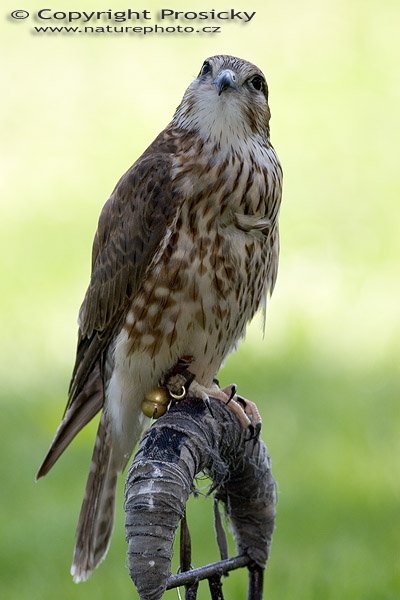 Dřemlík tundrový (Falco columbarius), Autor: Ondřej Prosický, Model aparátu: Canon EOS 20D, Objektiv: Canon EF 400mm f/5.6 L USM, Ohnisková vzdálenost: 400.00 mm, monopod Manfrotto 681B + 234RC, Clona: 5.60, Doba expozice: 1/160 s, ISO: 100, Vyvážení expozice: 0.67, Blesk: Ano, Vytvořeno: 4. července 2005 9:41:40, Zayferus, Lednice (ČR)