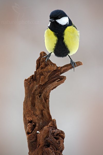 Sýkora koňadra (Parus major), Sýkora koňadra (Parus major) Great Tit, Autor: Ondřej Prosický | NaturePhoto.cz, Model: Canon EOS-1D Mark III, Objektiv: Canon EF 500mm f/4 L USM, Ohnisková vzdálenost (EQ35mm): 650 mm, stativ Gitzo, Clona: 7.1, Doba expozice: 1/200 s, ISO: 500, Kompenzace expozice: +1/3, Blesk: Ne, Vytvořeno: 24. ledna 2010 10:39:00, Prachaticko, Šumava (Česko) 