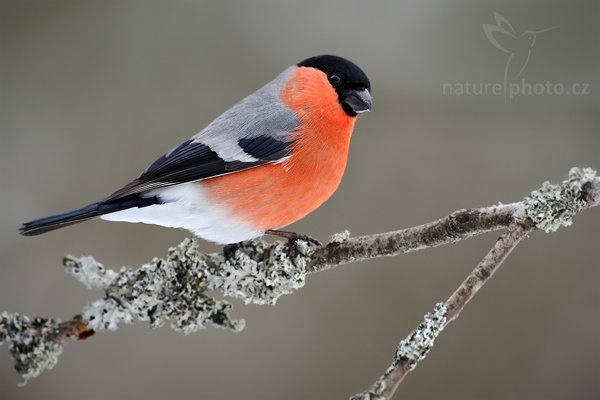 Hýl obecný (Pyrrhula pyrrhula), Hýl obecný (Pyrrhula pyrrhula), Bullfinch, Autor: Ondřej Prosický | NaturePhoto.cz, Model: Canon EOS-1D Mark III, Objektiv: Canon EF 500mm f/4 L USM, Ohnisková vzdálenost (EQ35mm): 650 mm, stativ Gitzo, Clona: 7.1, Doba expozice: 1/250 s, ISO: 500, Kompenzace expozice: +1/3, Blesk: Ne, Vytvořeno: 23. ledna 2010 12:55:26, Prachaticko, Šumava (Česko) 