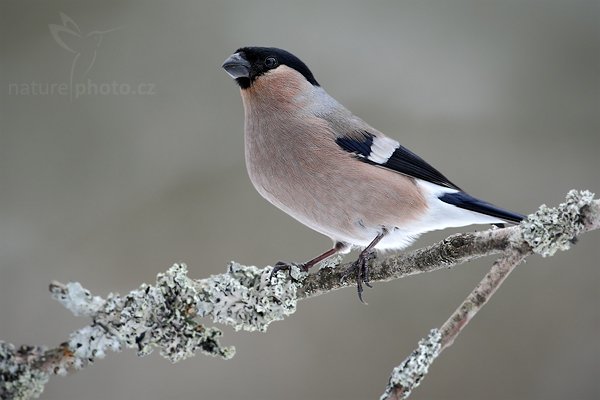 Hýl obecný (Pyrrhula pyrrhula), Hýl obecný (Pyrrhula pyrrhula), Bullfinch, Autor: Ondřej Prosický | NaturePhoto.cz, Model: Canon EOS-1D Mark III, Objektiv: Canon EF 500mm f/4 L USM, Ohnisková vzdálenost (EQ35mm): 650 mm, stativ Gitzo, Clona: 7.1, Doba expozice: 1/250 s, ISO: 500, Kompenzace expozice: +1/3, Blesk: Ne, Vytvořeno: 23. ledna 2010 12:52:12, Prachaticko, Šumava (Česko) 