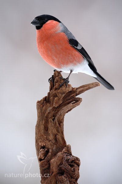 Hýl obecný (Pyrrhula pyrrhula), Hýl obecný (Pyrrhula pyrrhula), Autor: Ondřej Prosický | NaturePhoto.cz, Model: Canon EOS-1D Mark III, Objektiv: Canon EF 500mm f/4 L USM, Ohnisková vzdálenost (EQ35mm): 650 mm, stativ Gitzo, Clona: 7.1, Doba expozice: 1/200 s, ISO: 500, Kompenzace expozice: +1/3, Blesk: Ne, Vytvořeno: 24. ledna 2010 10:40:02, Prachaticko, Šumava (Česko) 