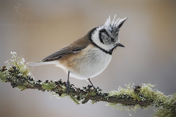 Sýkora parukářka (Parus cristatus), Sýkora parukářka (Parus cristatus) Crested Tit, Ondřej Prosický | NaturePhoto.cz, Model: Canon EOS-1D Mark III, Objektiv: Canon EF 500mm f/4 L USM, Ohnisková vzdálenost (EQ35mm): 650 mm, stativ Gitzo, Clona: 7.1, Doba expozice: 1/320 s, ISO: 500, Kompenzace expozice: +1/3, Blesk: Ne, Vytvořeno: 24. ledna 2010 11:17:56, Prachaticko, Šumava (Česko) 