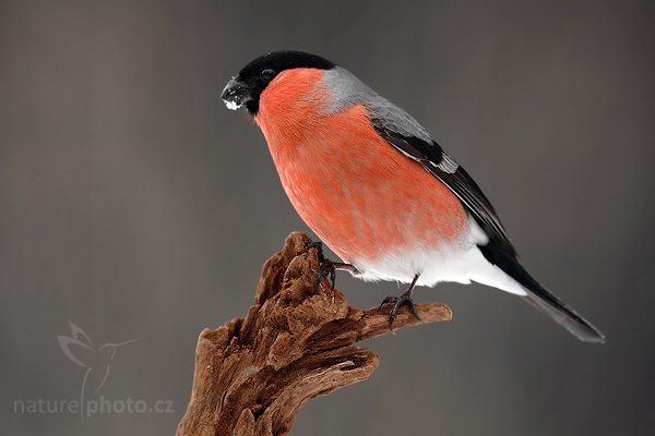 Hýl obecný (Pyrrhula pyrrhula), Hýl obecný (Pyrrhula pyrrhula), Bullfinch, Autor: Ondřej Prosický | NaturePhoto.cz, Model: Canon EOS-1D Mark III, Objektiv: Canon EF 500mm f/4 L USM, Ohnisková vzdálenost (EQ35mm): 650 mm, stativ Gitzo, Clona: 6.3, Doba expozice: 1/100 s, ISO: 640, Kompenzace expozice: -1/3, Blesk: Ne, Vytvořeno: 24. ledna 2010 9:38:43, Prachaticko, Šumava (Česko) 