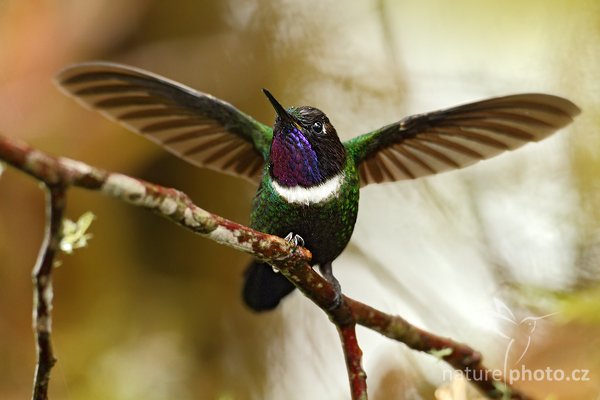 Kolibřík bělolímcový (Heliangelus strophianus) , Kolibřík bělolímcový (Heliangelus strophianus) Gorgeted Sunangel, Autor: Ondřej Prosický | NaturePhoto.cz, Model: Canon EOS 7D, Objektiv: Canon EF 500mm f/4 L USM, Ohnisková vzdálenost (EQ35mm): 800 mm, stativ Gitzo, Clona: 4.5, Doba expozice: 1/100 s, ISO: 1000, Kompenzace expozice: -2/3, Blesk: Ne, Vytvořeno: 29. listopadu 2009 14:58:45, Mindo, Cordillera Occidental (Ekvádor) 