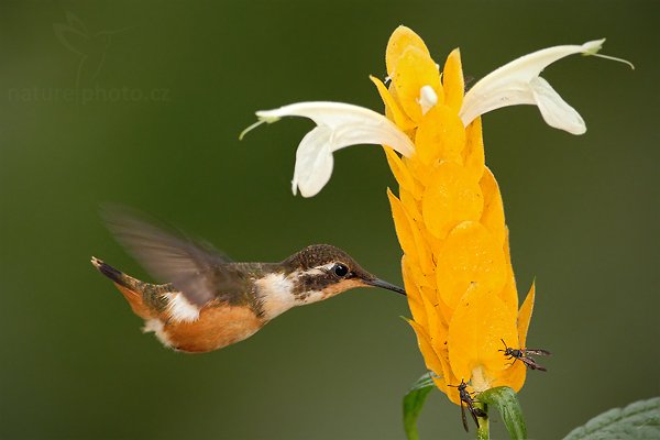 Kolibřík Mitchellův (Calliphlox mitchellii), Kolibřík Mitchellův (Calliphlox mitchellii) Purple-throated Woodstar Autor: Ondřej Prosický | NaturePhoto.cz, Model: Canon EOS 7D, Objektiv: Canon EF 500mm f/4 L USM, Ohnisková vzdálenost (EQ35mm): 800 mm, stativ Gitzo, Clona: 5.0, Doba expozice: 1/320 s, ISO: 800, Kompenzace expozice: 0, Blesk: Ano, Vytvořeno: 3. prosince 2009 15:17:52, Mindo, Cordillera Occidental (Ekvádor) 